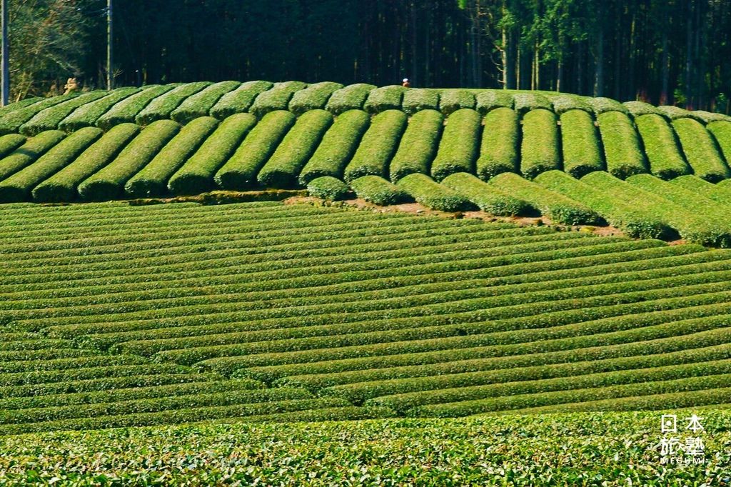 窺看富士之旅～大淵笹場的茶鄉絕景