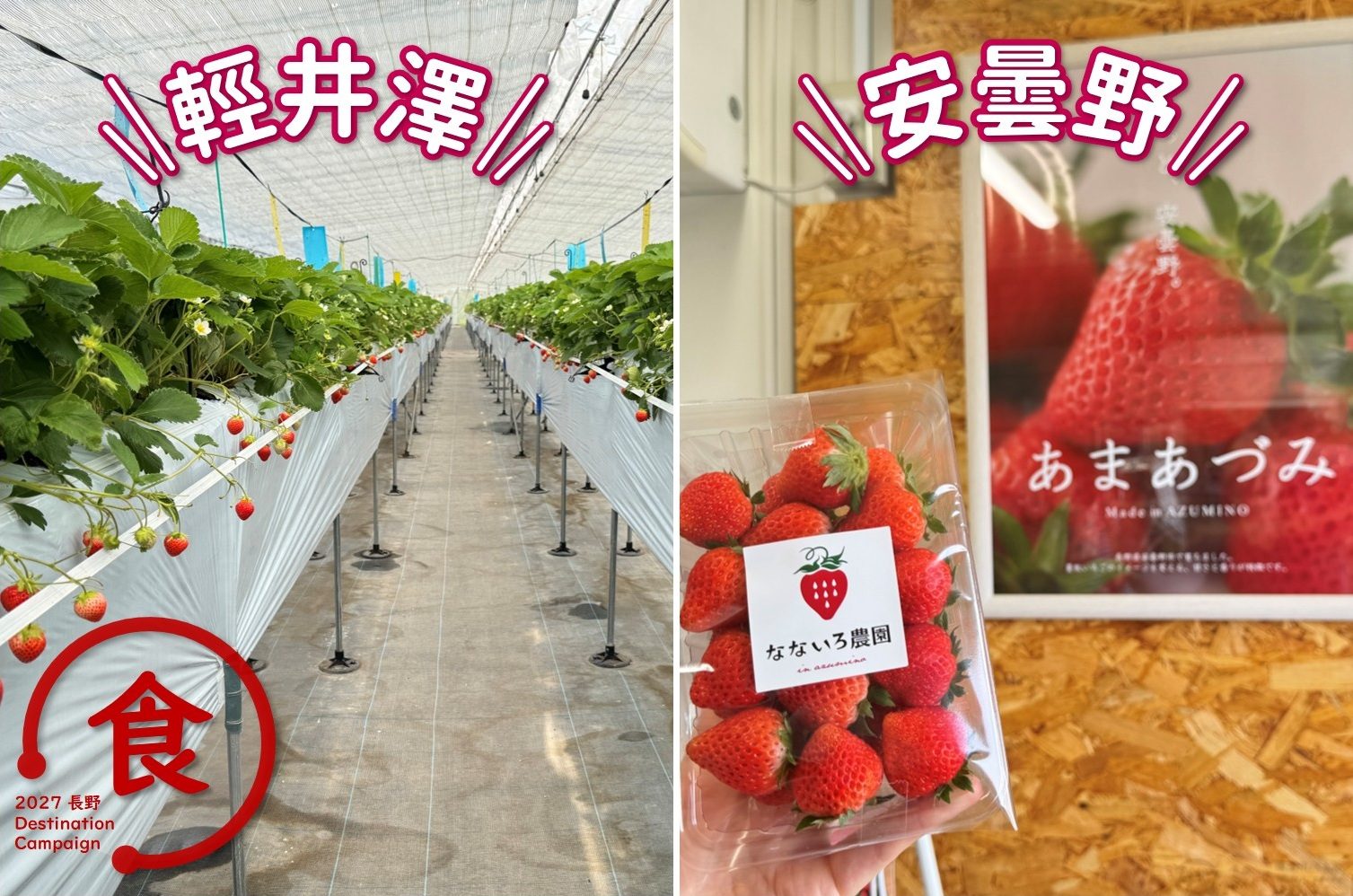 長野的盛夏也產草莓！從輕井澤農園體驗現採草莓，再到安曇野尋訪珍稀新品種