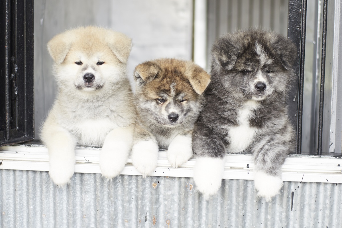 狗派不能錯過的9個秋田犬景點！可摸可餵食，別忘了再把秋田犬周邊小物買回家