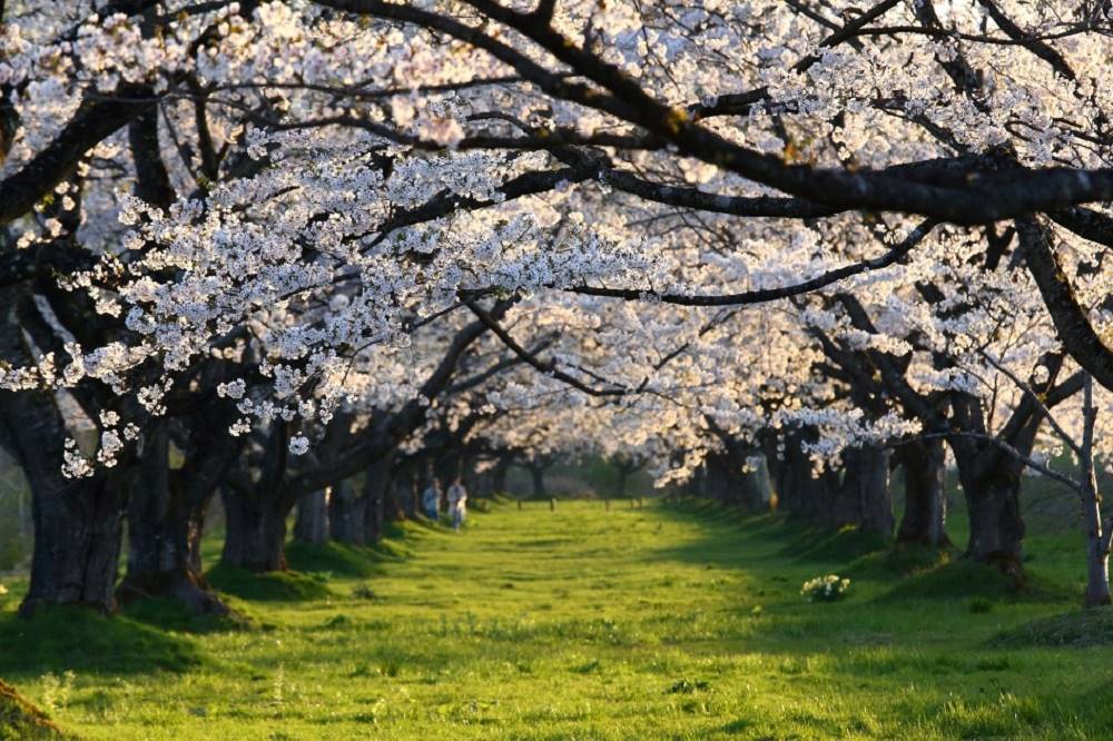 日本東北未來的旅遊模式「深度微旅」