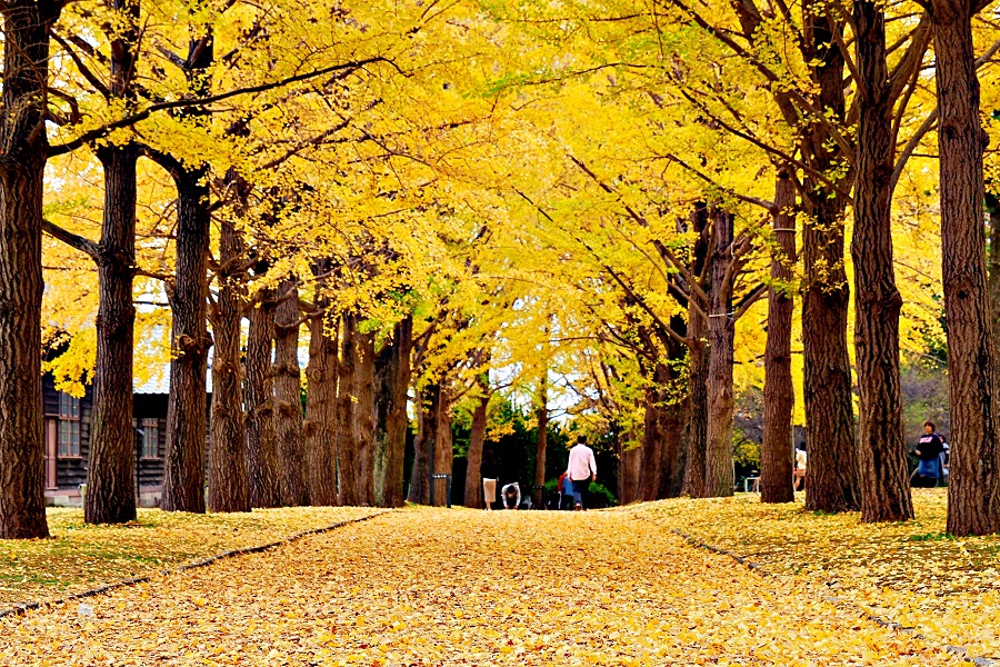 茨城縣立歷史館．舊水海道小學館校本館：銀杏並木包圍的明治洋風建築群