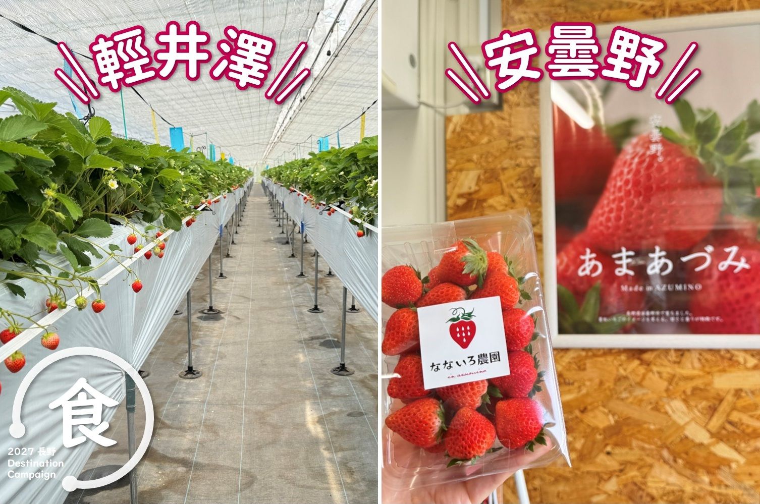 長野的盛夏也產草莓！從輕井澤農園體驗現採草莓，再到安曇野尋訪珍稀新品種