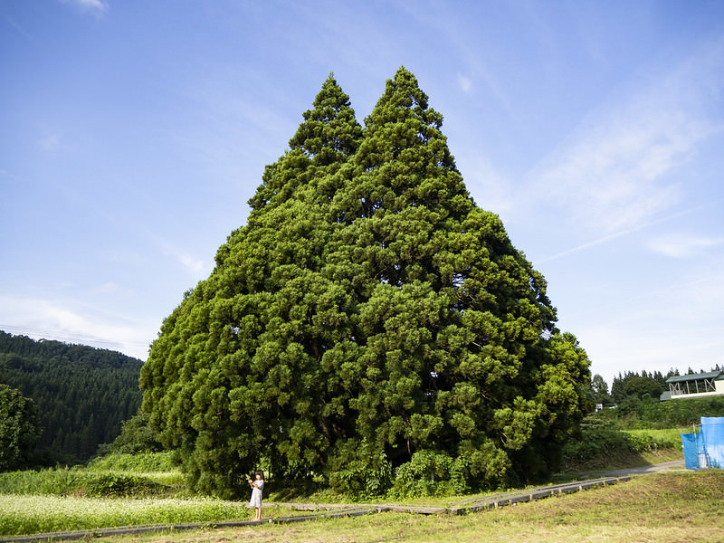 推薦山形縣天童新庄地區好逛好買的景點與店家