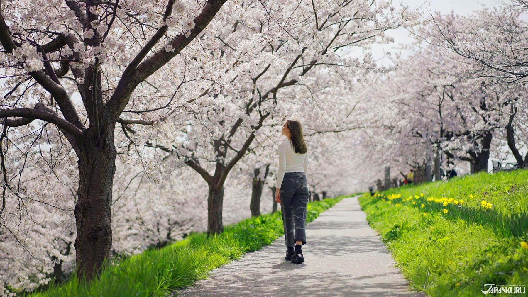 日本4月5月賞櫻之旅① 甲信越與南東北櫻花景點推薦 